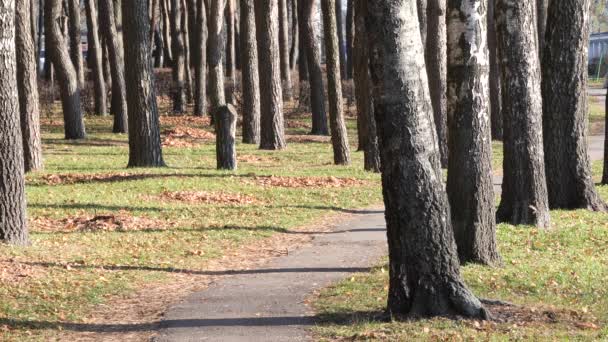 秋天的公园 有高大细长的树 在阳光下 — 图库视频影像