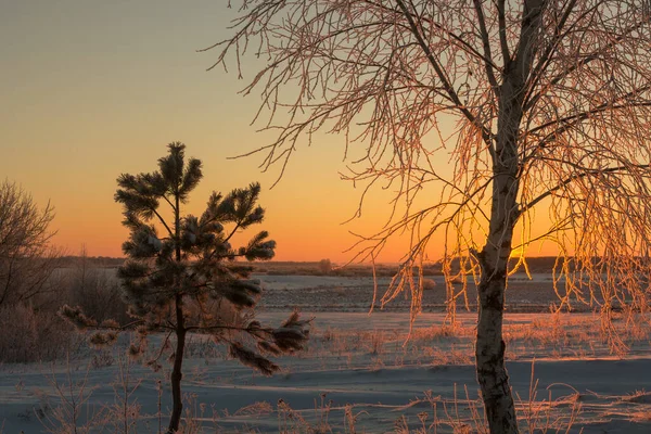 Winter Landscape Morning Frost Sun Lonely Tree 2022 — ストック写真
