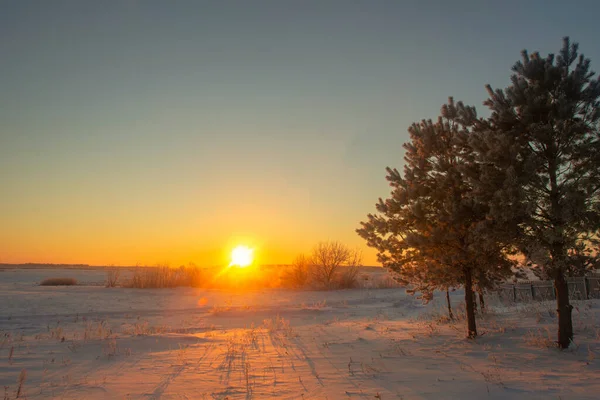 Winter Landscape Morning Frost Sun Lonely Tree 2022 — Stockfoto