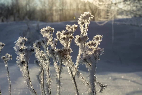 Winter Landscape Morning Frost Sun Branches Plants Covered White Frost — Zdjęcie stockowe