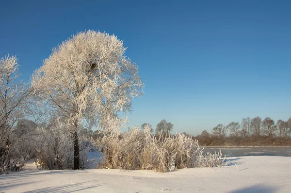 Winter Landscape Morning Frost Sun Ice Drift River Branches Plants — Foto de Stock