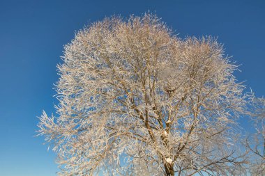 winter landscape. morning frost and sun. the branches of plants are covered with white frost against a blue sky 2022