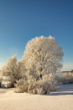 winter landscape. morning frost and sun. the branches of plants are covered with white frost against a blue sky 2022
