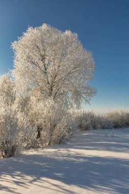 winter landscape. morning frost and sun. the branches of plants are covered with white frost against a blue sky 2022