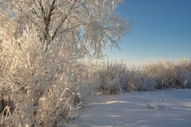winter landscape. morning frost and sun. the branches of plants are covered with white frost against a blue sky 2022