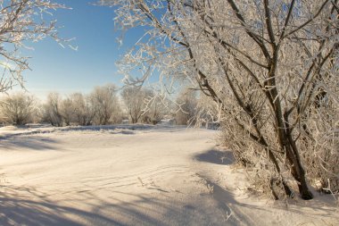 winter landscape. morning frost and sun. the branches of plants are covered with white frost against a blue sky 2022