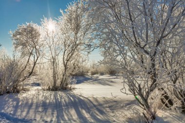 winter landscape. morning frost and sun. the branches of plants are covered with white frost against a blue sky 2022