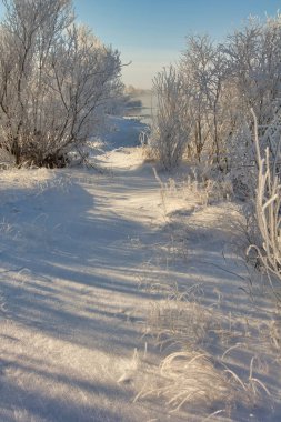 winter landscape. morning frost and sun. the branches of plants are covered with white frost against a blue sky 2022