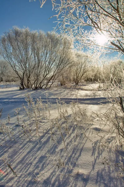 Winter Landscape Morning Frost Sun Branches Plants Covered White Frost — Stock fotografie