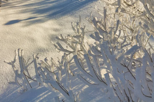 Зимовий Пейзаж Ранковий Мороз Сонце Гілки Рослин Покриті Білими Морозами — стокове фото