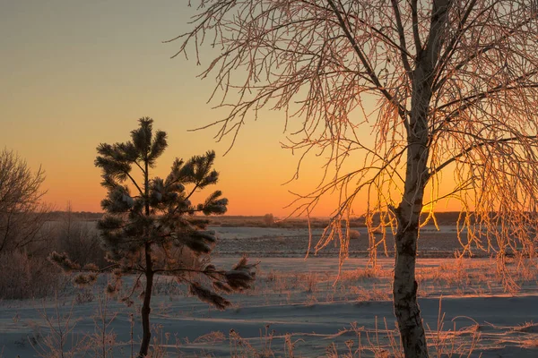 Winter Landscape Morning Frost Sun Lonely Tree 2022 — 스톡 사진