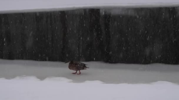 Утка кряква на льду на реке идет снег — стоковое видео