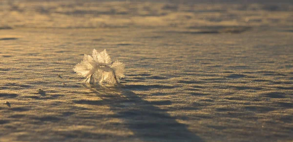 Large Crystals Hoarfrost Glisten Sun 2022 — Stock Photo, Image