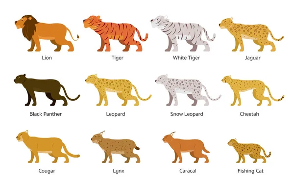 Felidae Feline Або Big Wild Cats Set — стоковий вектор