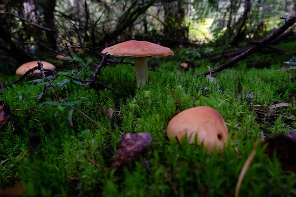 Funghi Muschio Nella Foresta Autunnale — Foto Stock