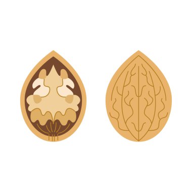 organik ceviz vektörü