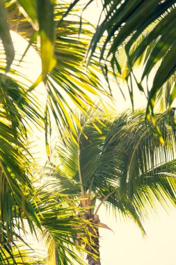 Güneş ışınlarında yeşil palmiye yaprakları. 