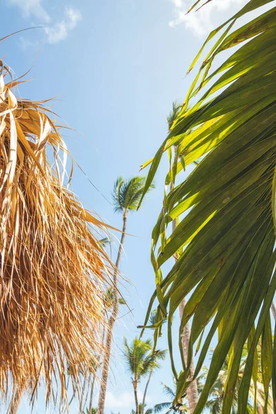 Palm Daun Daerah Tropis Tropis Cerah Hari — Stok Foto