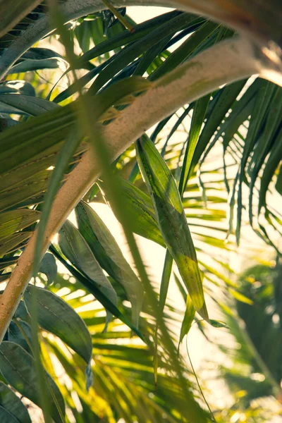 Πράσινο Palm Αφήνει Close Επιλεκτική Εστίαση — Φωτογραφία Αρχείου