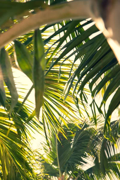 Zbliżenie Selektywnej Ostrości Liście Palmowe Zielone — Zdjęcie stockowe