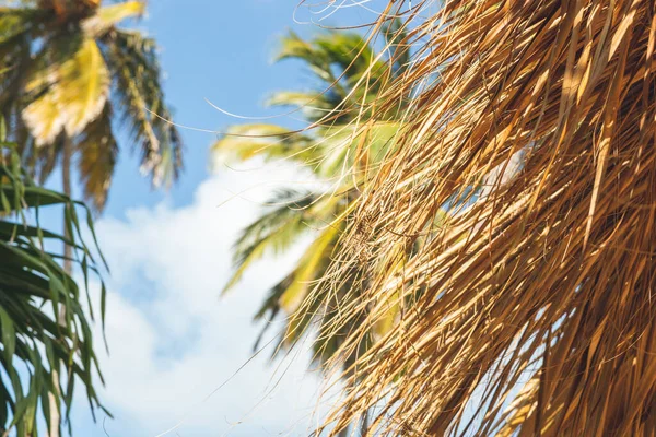 Палапа Голубое Небо Отдых Карибах — стоковое фото