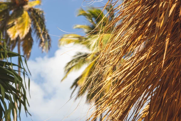 Тропический Фон Палапа Голубое Небо Солнечный День — стоковое фото