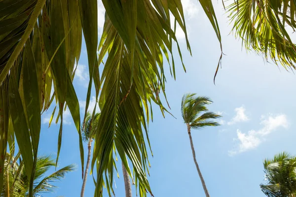 Zielone Liście Palmy Błękitne Niebo Tle Podróże Tropikalne — Zdjęcie stockowe