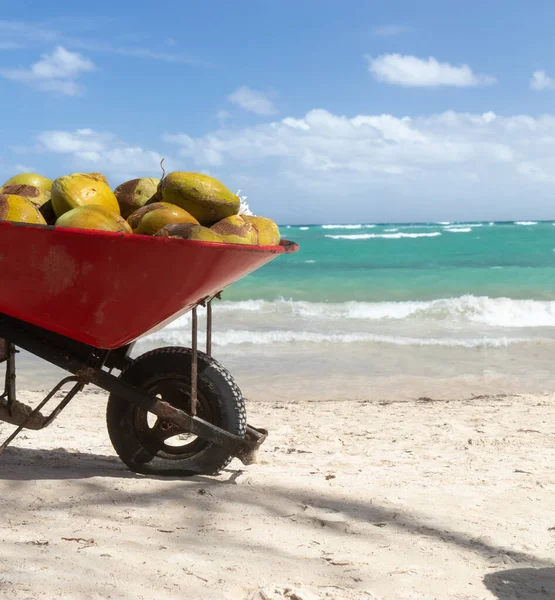 Pantai Laut Dan Kelapa Liburan Daerah Tropis — Stok Foto