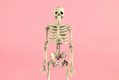 İnsan iskeleti pembe pastel rengin karşısında..