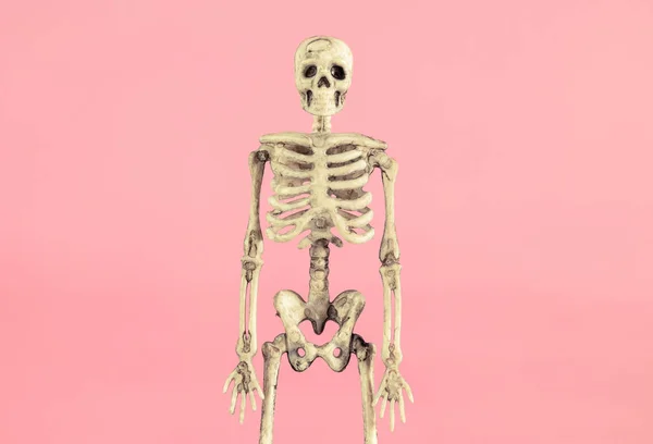 Human Skeleton Pink Pastel Colored Background — 스톡 사진