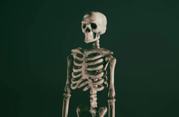 Human Skeleton Dark Green Background — стоковое фото