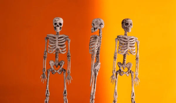Anatomie Van Het Menselijk Skelet Drie Mannequins Skeletten — Stockfoto