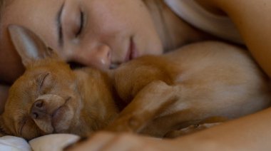 Şirin küçük köpek Toy Terrier sahibinin yanında uyuyor. Aşk ve birliktelik kavramı. Köpeklerin yüzüne odaklan..