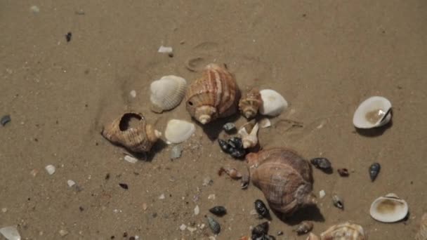 Muitos Seashells diferentes encontram-se na areia dourada da praia do mar. Decorações da natureza — Vídeo de Stock