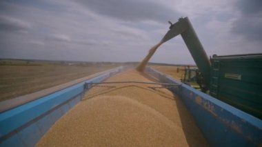 Harvesting in the Wheat Field. Golden Grain is Poured into the Body of the Truck