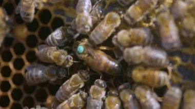 Arı yetiştiricisi kovandan bal peteklerinin bir çerçevesini alır. Endüstriyel Arı Apiary.