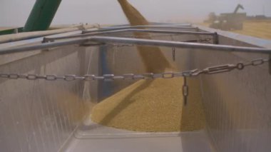Harvesting in the Wheat Field. Golden Grain is Poured into the Body of the Truck