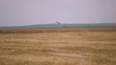 Harvesting in the Wheat Field. Combine Harvesters Cut Grain Crops