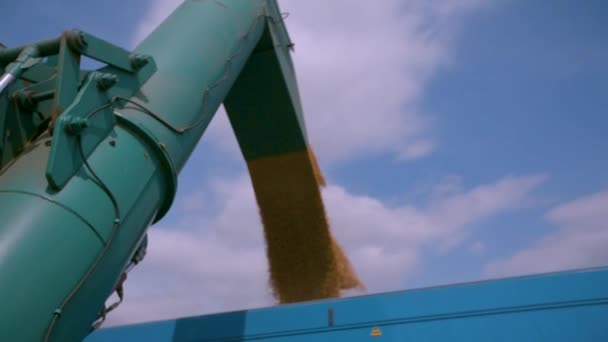 Cosechando en el campo de trigo. El grano de oro se vierte en el cuerpo del camión — Vídeos de Stock