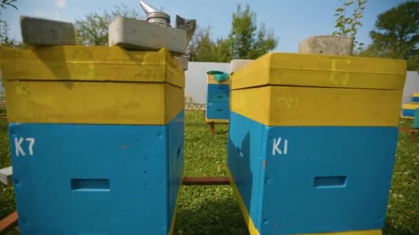 Flying near the rows of bee hives. Industrial beekeeping. — Stock Video