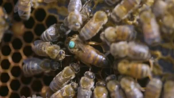 De imker neemt een lijst van honingraten uit de bijenkorf. Industriële bijenkrans. — Stockvideo