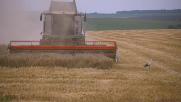 밀 밭에서 추수를 하고 있다. 농작물을 수확하는 압착 업자들 — 비디오