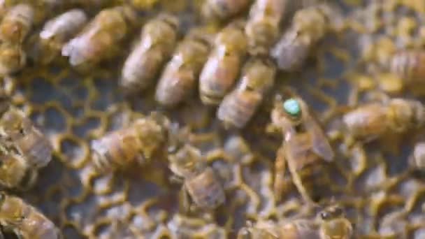 L'apicoltore prende una cornice di favi dall'alveare. Apiario industriale delle api. — Video Stock