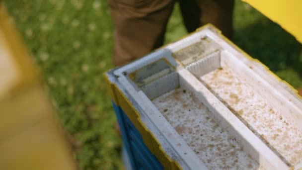 Pszczelarz bierze ramkę plastrów miodu z ula. Apiariat pszczół przemysłowych. — Wideo stockowe