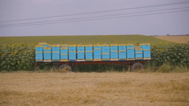 Many Bee Hives in a Sunflower Field. Industrial Beekeeping — Wideo stockowe