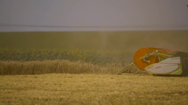 Збирання в пшеничному полі. Комбайни для збирання зернових культур — стокове відео
