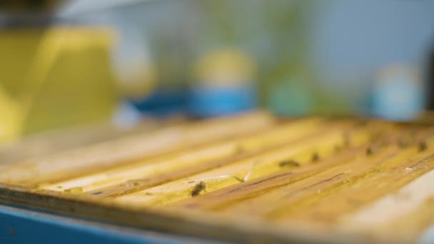 Überprüfung der Bienenstöcke im Bienenhaus. Industrielle Imkerei bei Sonnenschein. — Stockvideo