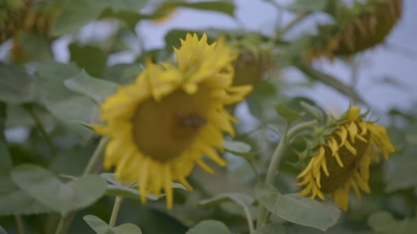 Many Bee Hives in a Sunflower Field. Industrial Beekeeping — Vídeo de Stock