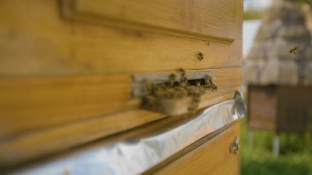 Pszczoły w unikalnym drewnianym ulu. Pszczelarstwo przemysłowe. — Wideo stockowe