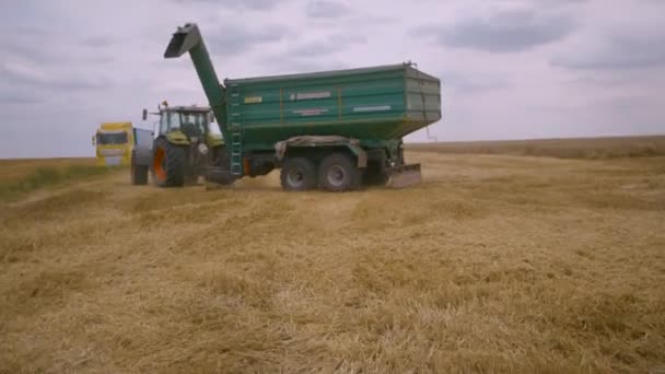 Cosechando en el campo de trigo. Cosechadoras cosechadoras cortar cultivos de grano — Vídeo de stock